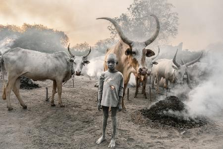 A young herder and his cows