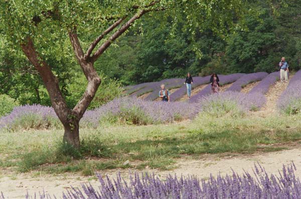 Tree in Lavender Field, in the Grounds of Abbaye Senanque, Provence, France, 1999 (photo)  from Trevor  Neal