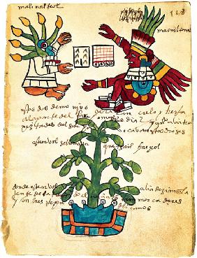 Cacao tree from the Codex Tudela