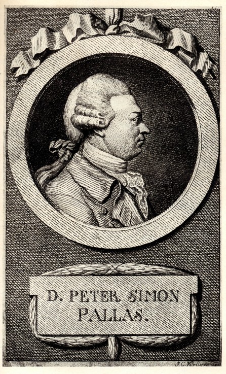 Portrait of the zoologist and botanist Peter Simon Pallas (1741-1811) from Unbekannter Künstler