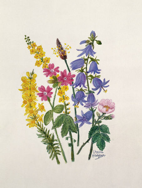Bluebells, Broom, Herb Robert and other wild flowers (w/c on paper)  from Ursula  Hodgson