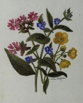 Campion, Alkanet and Buttercup (w/c on paper) 