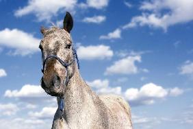 Appaloosa