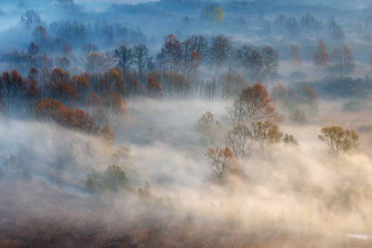 Trees in the early morning fog from Valentino Alessandro