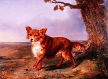 'Fox', A Favourite Dog from Vallati