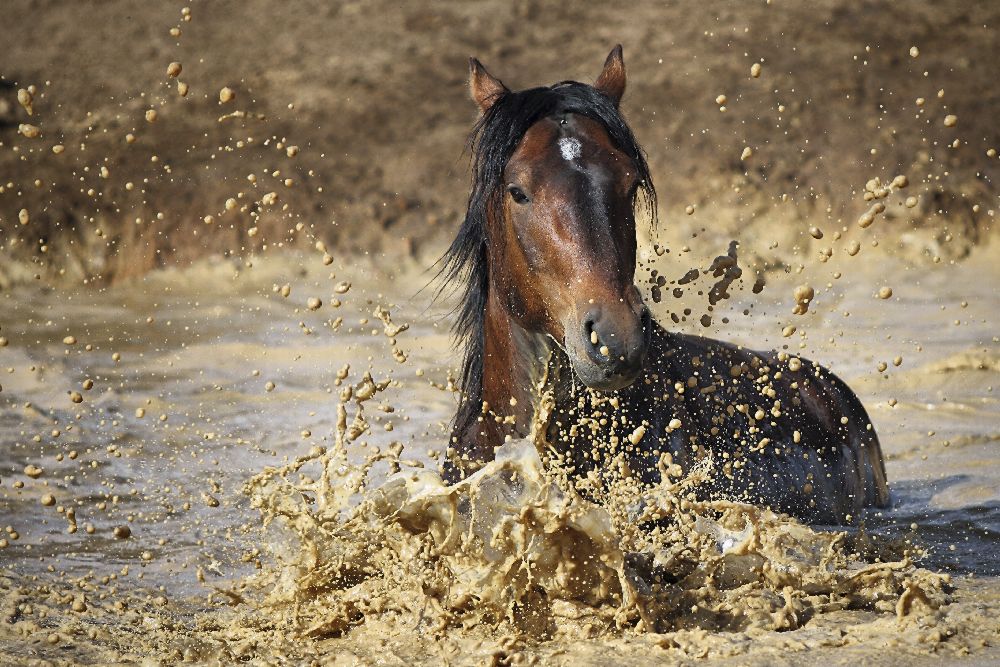 horse in water from Vedran Vidak