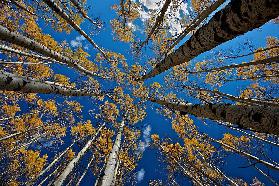 Aspens fall