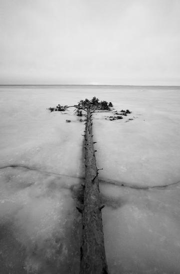 Tree in ice