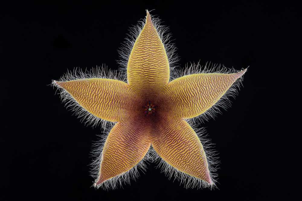 Stapelia grandiflora from Victor Mozqueda