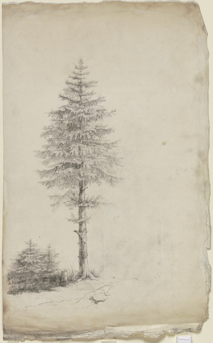Conifers from Victor Müller
