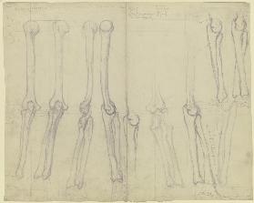 Studies of bones