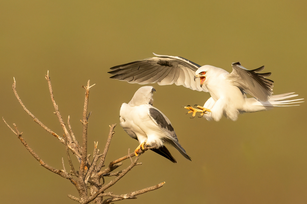 White Tailed Kites from Victor Wang
