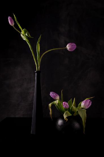 Still life with five pink tulips