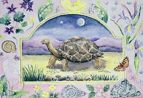 Giant Tortoise (month of May from a calendar) 