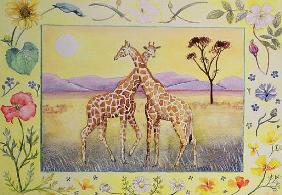 Giraffe (month of July from a calendar) 