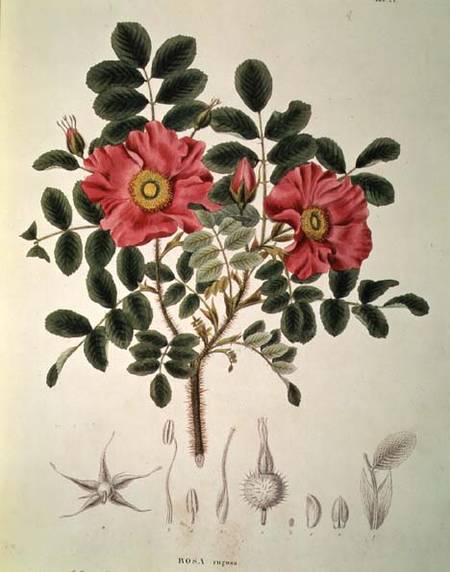 Rosa rugosa, from 'Flora Japonica', Vol 1 from von Siebold and Zuccarini