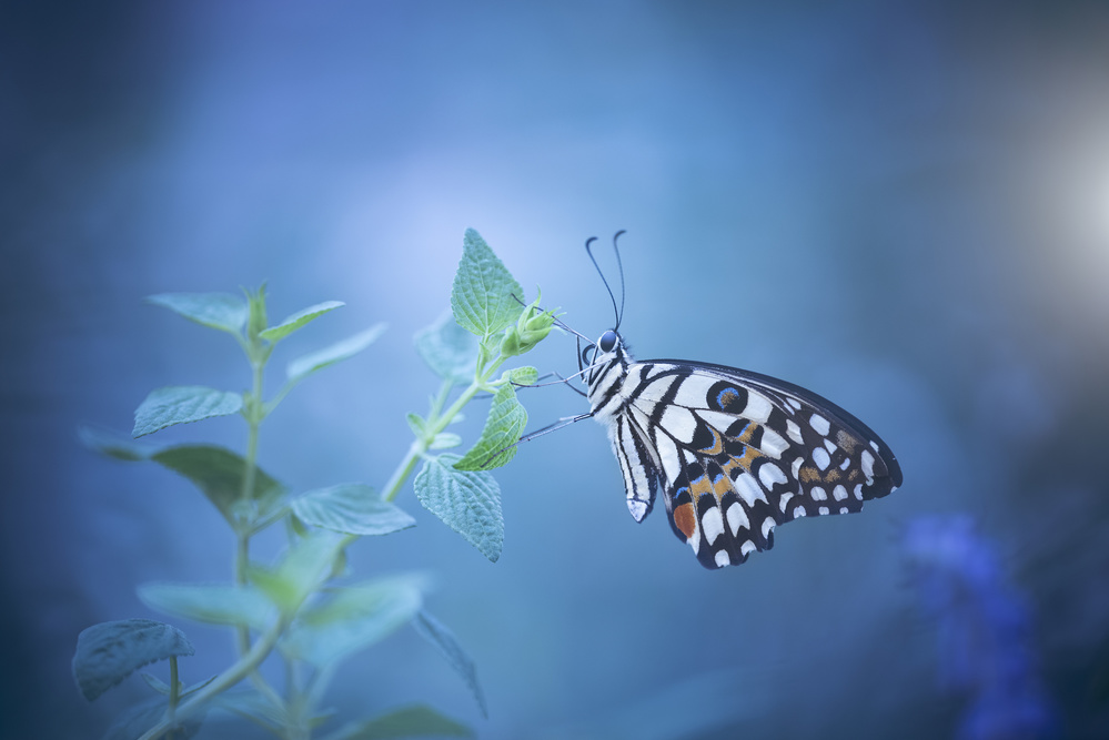 butterfly from Wang Li