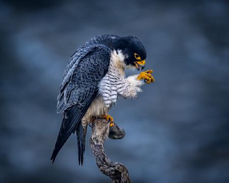Oh, My hand!  You will not fail me - Male Peregrine Falcon