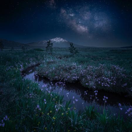 Wildflowers and Snow Mountain Under Milky Way