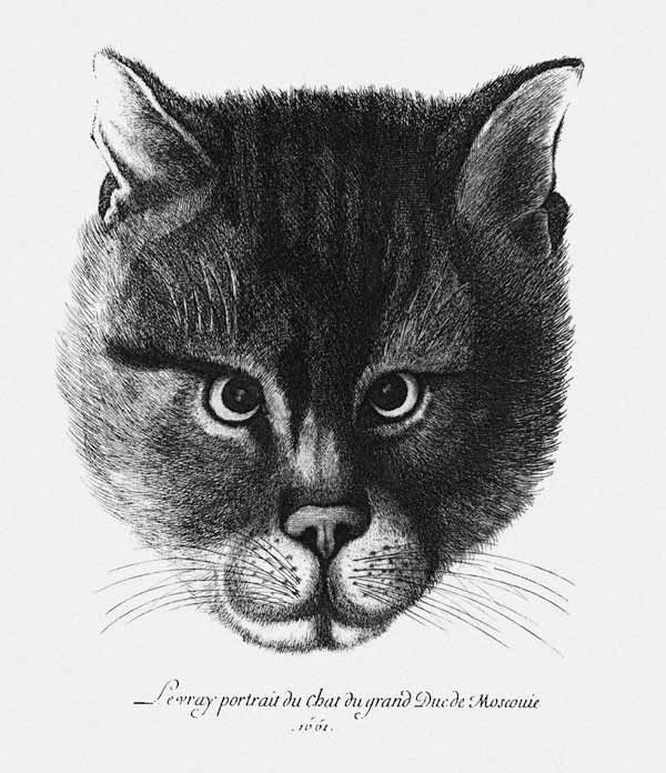 True picture of the Cat of the Tsar Alexis I Mikhailovich of Russia from Wenceslaus Hollar
