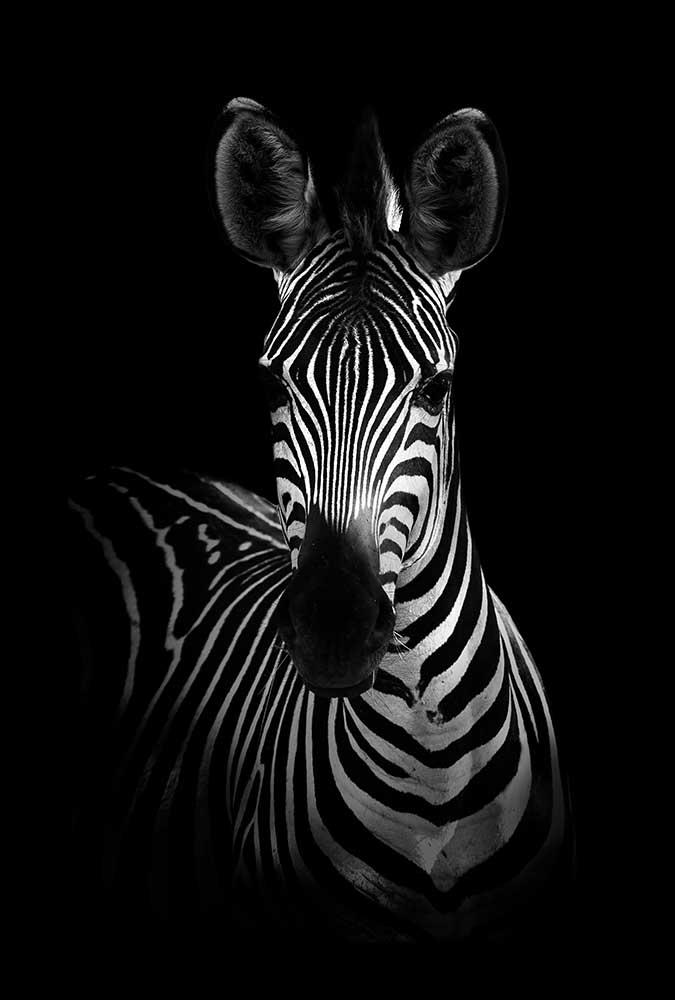 The Zebra from WildPhotoArt