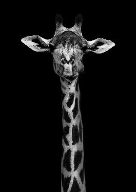 Giraffe Portrait