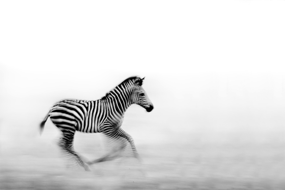 Zebra Run from WildPhotoArt