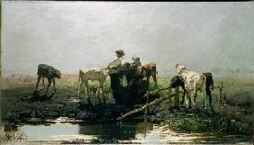 Calves at a Pond