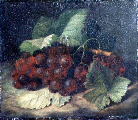 Still Life of Grapes from William Hammer