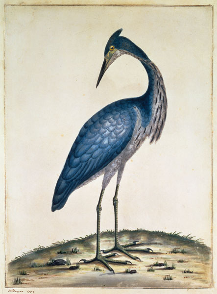 A Heron from William Hayes