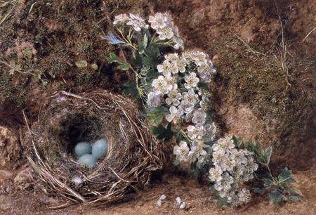 May Blossom and a Hedge Sparrow's Nest from William Henry Hunt