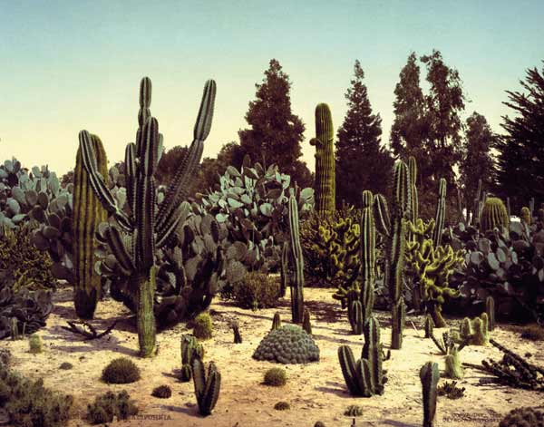 Cactus Garden / California / Photo, 1902 from William Henry Jackson