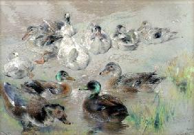 Study of Ducks