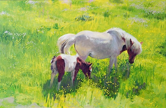 Piebald horse and foal (oil on board)  from William  Ireland