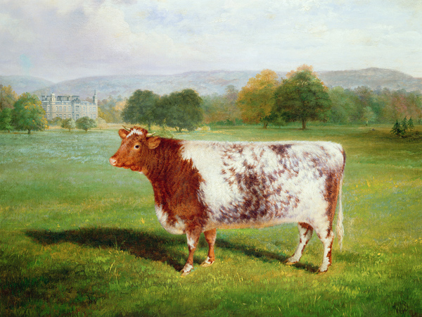Portrait of a Shorthorn from William Joseph Shayer