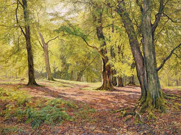 In the Beechwoods from William Samuel Jay