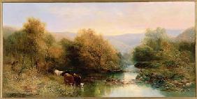 Cattle on the Dart in Autumn