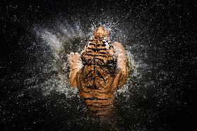 Tiger Splash