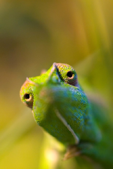 chameleon from Wolfgang Simlinger