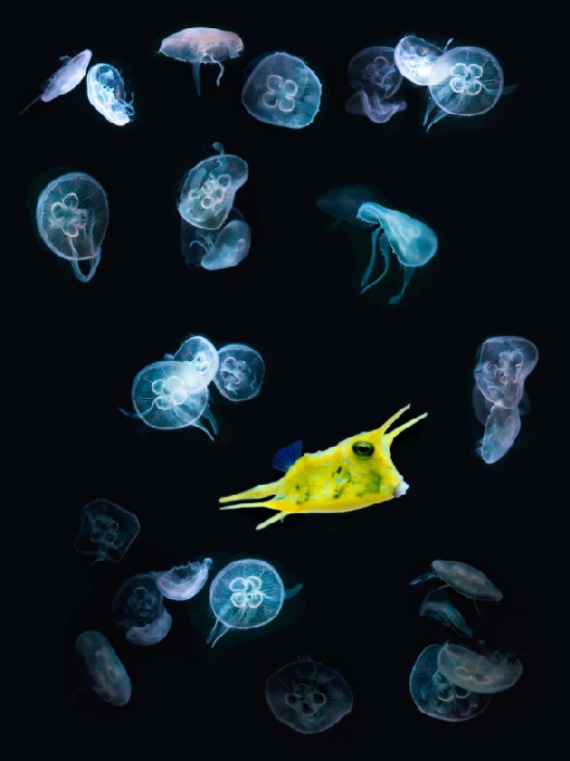 jelly + fish from Wolfgang Simlinger