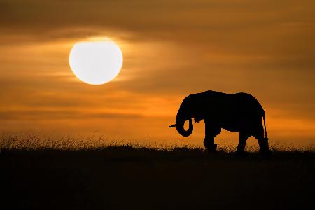 Elephant at dawn