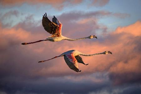Flamingos at sunset