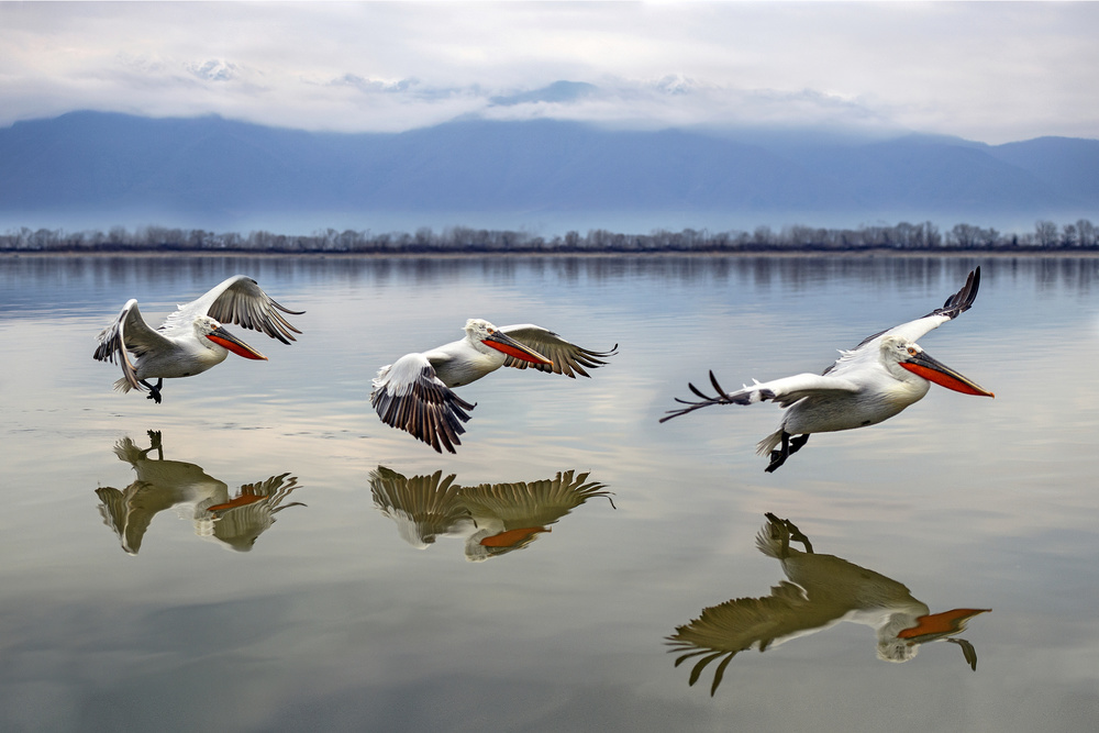 Flying Dalmatian pelicans from Xavier Ortega