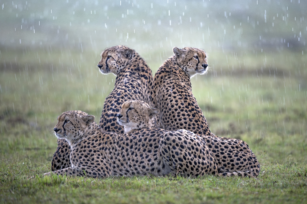 Cheetahs in the rain from Xavier Ortega