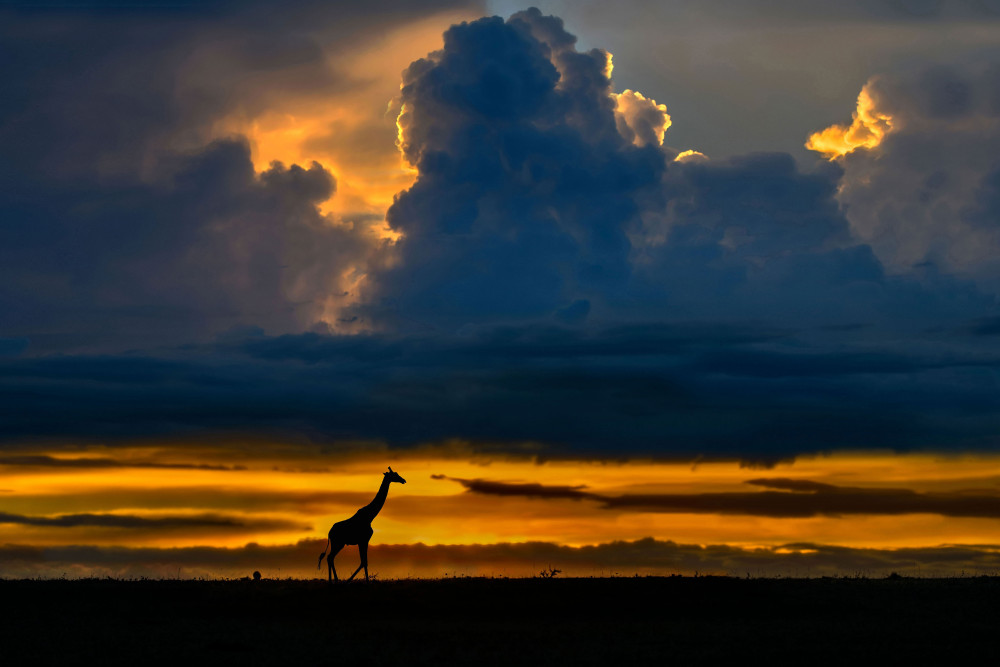 Giraffe at sunset from Xavier Ortega