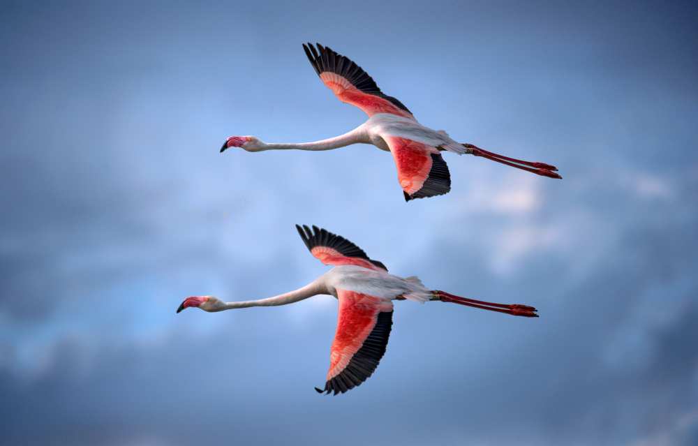 Greater Flamingos from Xavier Ortega