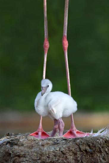 Caribbean flamingo chick