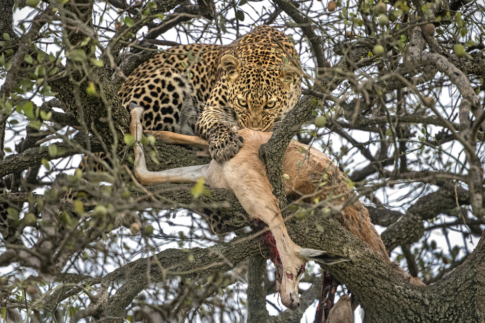 Leopard with prey from Xavier Ortega