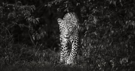 Leopard, eye to eye