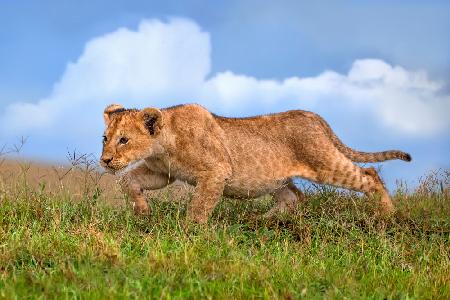 Lion cub on the prowl
